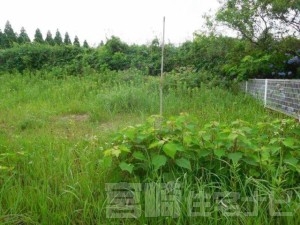 国富町（深年）