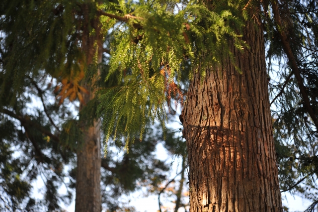 清武町加納シエルフラット